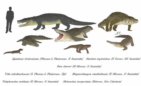 True Crocodiles 2 (the Australasian radiation) by artbyjrc on DeviantArt Animal Extinction, Prehistoric World, Ancient Animals, Creature Artwork, Paleo Art, Extinct Animals, Prehistoric Creatures, Fantasy Creatures Art, Dark Art Illustrations