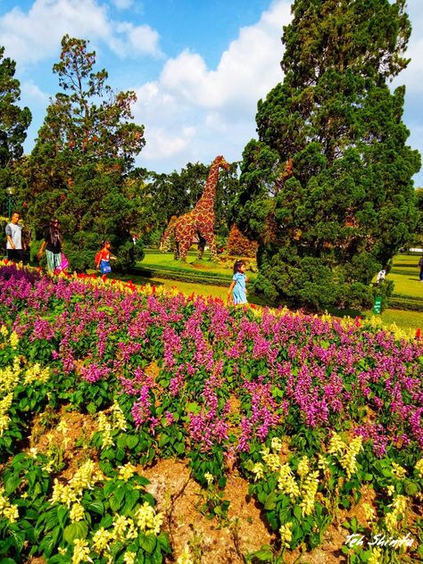 "Taman Bunga Nusantara" Cianjur, Indonesia Landscape Photography, Golf Courses, Indonesia, Collage, Photography, Pins