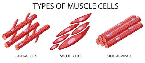 Types Of Muscles, Skeletal Muscle, Graphic Resources, White Background, Vector Free, Health And Beauty, Quick Saves