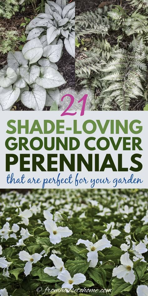 Plant these shade-loving #perennial ground cover plants under bushes and trees to help prevent weeds from growing and add some beautiful flowers to your garden. Shade Loving Ground Cover, Ground Cover Perennials, Ground Orchids, Perennial Ground Cover, Plants Under Trees, Japanese Painted Fern, Shade Loving Perennials, Shade Garden Plants, Acid Loving Plants