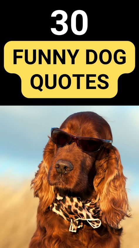 30 Incredibly funny Dog Quotes That Every Dog Lover Can Relate To.#Dogquotes #dogquotesfunny #dogquoteslove #Dog Dog Bath Quotes, Zoomies Dog Quote, Funny Dog Sayings Hilarious, Dog Quotes Funny Hilarious, Labradoodle Quotes, Funny Pet Quotes, Dog Lovers Quotes, Dog Adoption Quotes, Funny Dog Captions