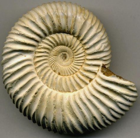 Ammonites are the fossilized remains of mollusks which appeared on earth for about 330 million years and became extinct by the end of the Cretaceous period. Fossil Painting, Ammonite Shell, Architecture Journal, Carnival Of The Animals, Dinosaur Tattoos, Cretaceous Period, Rocks And Fossils, Shell Collection, Ammonite Fossil