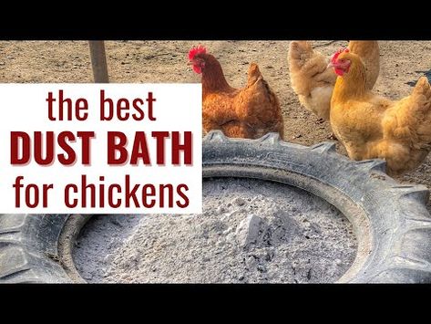 Dust Bath Box For Chickens, Chicken Dusting Box Ideas, Diy Chicken Dust Bath Ideas, Diy Dust Bath For Chickens, Diy Dust Bath, Chicken Dust Bath Ideas, Chicken Knowledge, Chicken Dust Bath, Chicken Bath