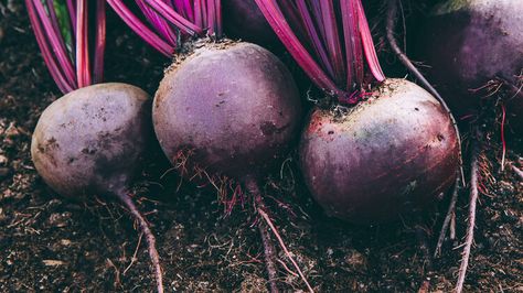 The Best Way To Choose Beets For Roasting Beet Plant, Chioggia Beets, Cooking Beets, Best Superfoods, Biennial Plants, Fresh Beets, Seed Packaging, Red Beets, Grasses Garden