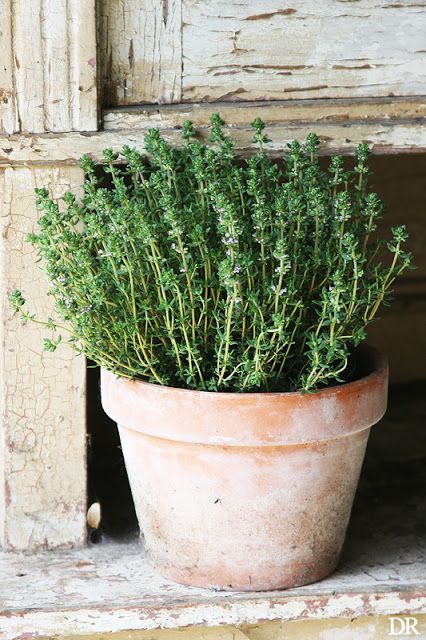 Spring Gardens, Herb Pots, Kitchen Garden, Spring Garden, Permaculture, Herb Garden, Dream Garden, Window Sill, Thyme