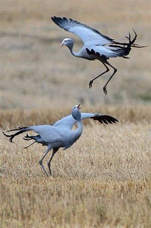 Blue Crane Bird, South African Birds, Blue Crane, Tattoo Lion, Trendy Tattoo, Crane Bird, Rare Animals, Airbrush Art, Bird Pictures