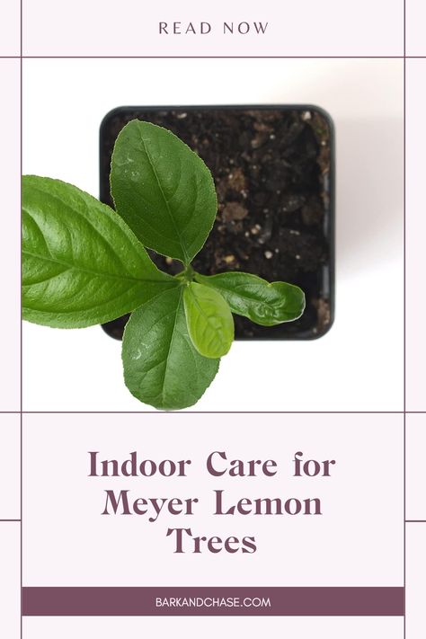 Learn how to care for Meyer Lemon trees indoors. This includes essential advice for lighting, watering, and pest control to achieve a thriving indoor garden. Meyer Lemon Tree Care, Lemon Tree Indoors, Indoor Lemon Tree, Meyer Lemon Tree, Citrus Plant, Lemon Trees, Room Makeover Ideas, Chic Room, Pest Management