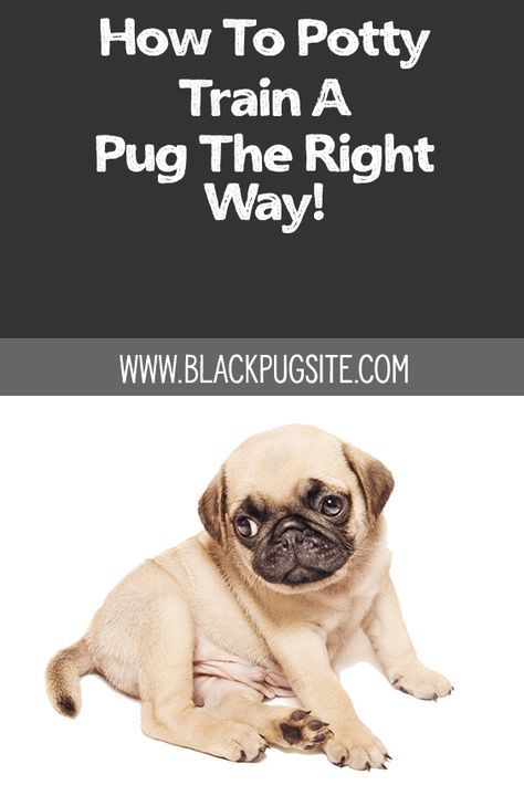 Pug Training, Puppy Schedule, Behavior Tips, Black Pugs, How To Potty Train, Old Pug, Puppy Time, Training Ideas, Puppy Biting