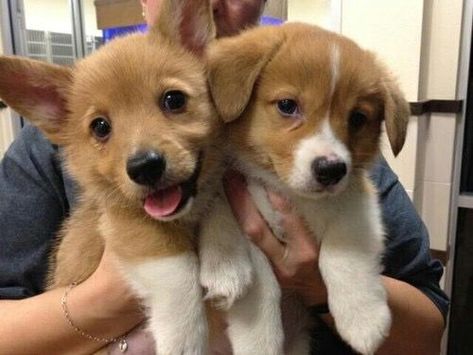 Two Puppies, Puppy Pictures, Cute Creatures, Cuteness Overload, Animals Friends, I Love Dogs, Dog Love, Funny Dogs, Animal Pictures