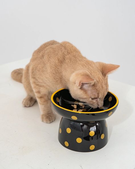 Introducing our Ceramic Cat Bowl adorned with a chic Black & Gold Metallic Polka Dot Print. This 8.7oz bowl is thoughtfully designed to bring style and practicality to your feline companion's mealtime. Ceramic Cat Bowl, Cat Ceramic, Cat Bowl, Ceramic Cat, Ceramics Ideas Pottery, Cat Bowls, Ceramic Bowl, Polka Dot Print, Dot Print