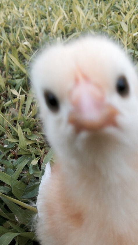 Cute Chicks, Chicken Pfp, Chick Aesthetic, Baby Chick, Baby Chicken, Chick Wallpaper, Chick Wallpapers Cute, Chicks Aesthetic, Colour Chicks