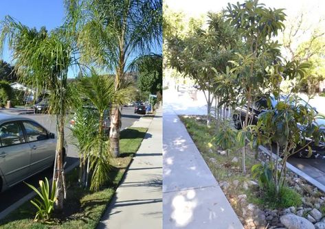 Home Landscaping: How to Avoid the 5 Biggest Mistakes - Dengarden - Home and Garden Loquat Tree Landscaping, Palm Varieties, Tree Landscaping, Loquat Tree, Garden Problems, Home Landscaping, Planting, Landscape Design, My Blog