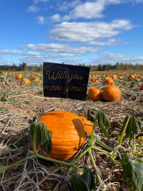 Pumpkin Patch Proposal Ideas, Proposal Ideas, Just Married, Marry Me, Pumpkin Patch