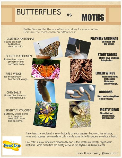 Butterfly Vs Moth, Firefly Activities, Butterfly Unit Study, Cycle Of Butterfly, Moth Life Cycle, Life Of A Butterfly, Insects For Kids, Butterfly Lessons, Bug Identification