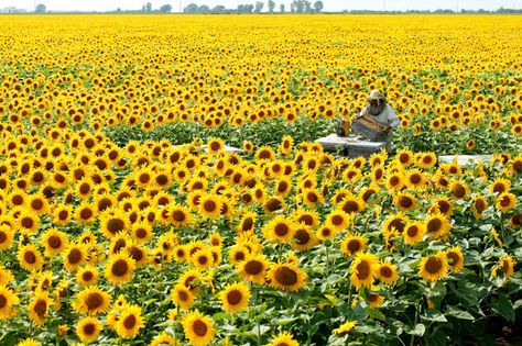 bees © Éric Tourneret I Love Bees, Bee Boxes, Birds And The Bees, Bee Keeper, Bee Garden, Sunflower Fields, The Bee, Bees Knees, Mellow Yellow