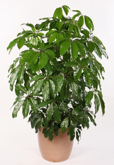 Schefflera actinophylla Indoor Office Plants, Outdoor Landscape Design, Umbrella Plant, Plant Vessels, Umbrella Tree, Indoor Trees, Interior Plants, Office Plants, Mediterranean Garden