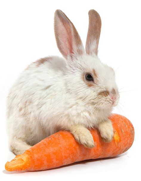 Animated Rabbit, Carrot Decor, Rabbit Facts, Lup Singuratic, Bunny Sketches, Bunny Cottage, Bunny Food, Rabbit Artwork, Rabbit Life