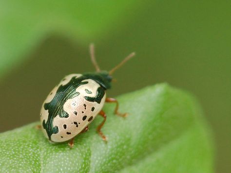 Calligrapha - Leaf Beetle by Nature's Great, via Flickr Leaf Beetle, Clay County, Bug Collection, Cool Bugs, A Ladybug, Beetle Bug, Beautiful Bugs, Creepy Crawlies, Arthropods