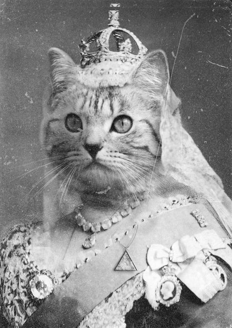 Queen Cat | Happy Reading Week! | Victorian Dreams and the Technological World Queen Victoria, A Cat, A Black, Tiara, Queen, Black And White, White, Black