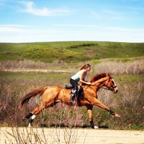 Only horse lovers can know the rush one feels when you and your horse gallop across a field English Riding, Brown Horse, All The Pretty Horses, Horse Crazy, Equestrian Life, Equine Photography, Horse Life, Horse Photos, Pretty Horses