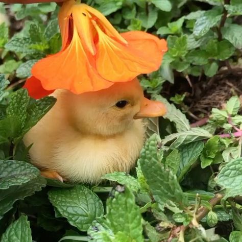 Flower Wanderer (@shefollowsflowers) posted on Instagram: “Last night I was saying goodnight to the passion flowers. Tonight I’m saying goodnight to this little duck nodding off in her nasturtium…” • Sep 24, 2020 at 1:48am UTC Flower On Head, Pet Ducks, Cute Ducklings, Cute Duck, Pet Fox, Little Duck, Baby Ducks, Flower Hats, Passion Flower