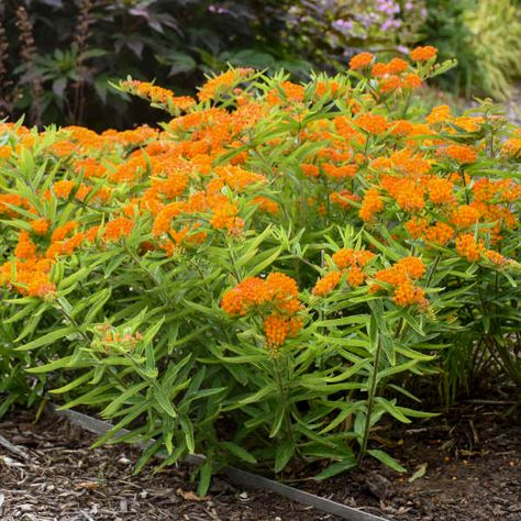 Asclepias tuberosa | Walters Gardens, Inc. Milkweed Plant, Asclepias Tuberosa, Cardinal Flower, Flower Close Up, Perennial Herbs, Pollinator Garden, Flowering Shrubs, Ornamental Plants, Wild Plants