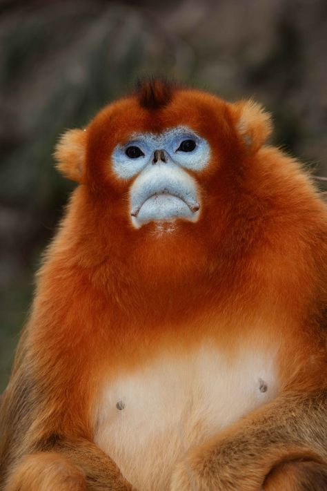 Snub Nose Monkey, Golden Snub Nosed Monkey, Alien Reference, Snub Nosed Monkey, Funny Monkeys, Monkey Cute, Monkey Funny, Golden Monkey, Types Of Monkeys