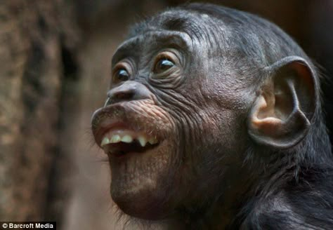 Gawker: A chimp is captured looking startled as part of photographer Volker Gutgessell's four-year project Smiling Animals, Monkey See Monkey Do, Human Faces, Monkey Face, Great Ape, Monkeys Funny, Primates, Animal Planet, Funny Animal Pictures