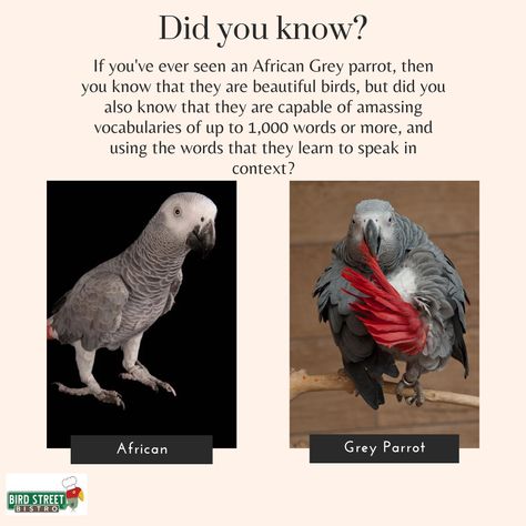 African Grey Parrot Funny, African Grey Parrot Toys, Types Of Parrots, Homemade Bird Toys, Parrot Cages, Parrot Care, Parrot Facts, Bird Facts, Talking Parrots