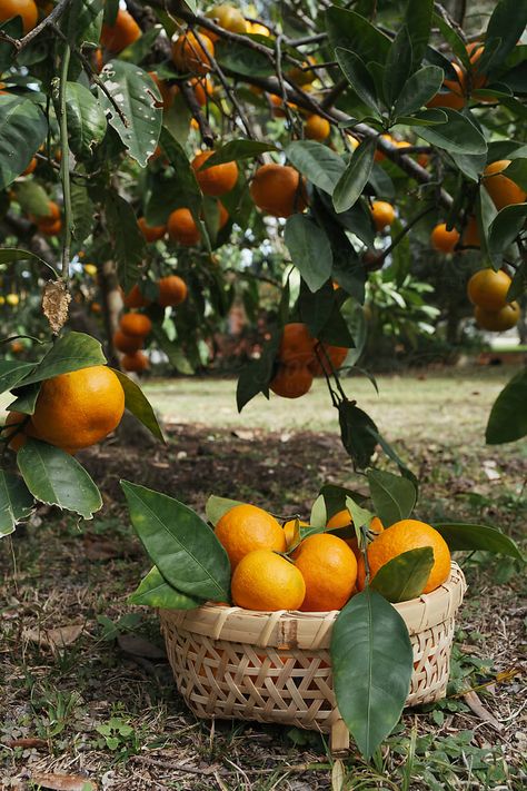 Basket of fresh picked satsuma mandarin oranges under a tree in a Florida backyard during winter. Citrus Tree Aesthetic, Orange Trees Aesthetic, Satsuma Tree, Picking Oranges, Orange Picking, Orange Orchard, Git Gud, Florida Farm, Orange Basket