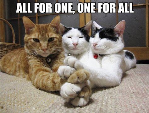 All for one Three Best Friends, Three Musketeers, Crazy Cat Lady, Bones Funny, Crazy Cats, Cat Pics, Cool Cats, Cat Memes, Fur Babies