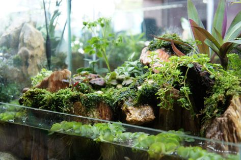 Fish Tank Terrarium - How To Turn Your Fish Tank Into An Amazing Terrarium in 2021 55 Gallon Aquarium, 55 Gallon Tank, Fish Tank Garden, Tank Terrarium, Large Fish Tanks, Large Terrarium, Aquarium Garden, Growing Moss, Fish Tank Terrarium