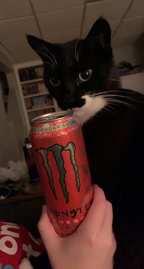 Watermelon Monster, Cute Tuxedo, Cat Tuxedo, Cat Monster, Monster Room, Monster Crafts, Monster Energy Drink, Iphone Wallpaper Kawaii, Silly Cats Pictures