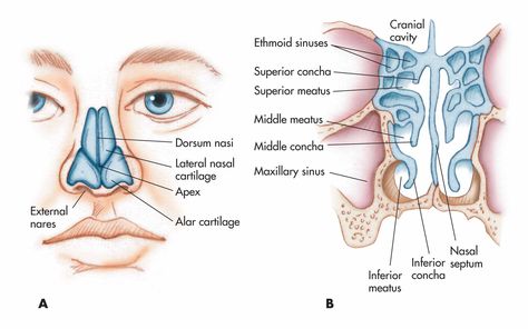 Nose, nasal cavity, and pharynx: (A) nasal cartilages and external structure; (B) meatus and positions of the entrance to the ethmoid and maxillary sinuses. Nose Diagram, Human Nose, Digestive System Anatomy, Paranasal Sinuses, Maxillary Sinus, Natural Antifungal, Sinus Cavities, Parts Of The Nose, Nasal Septum