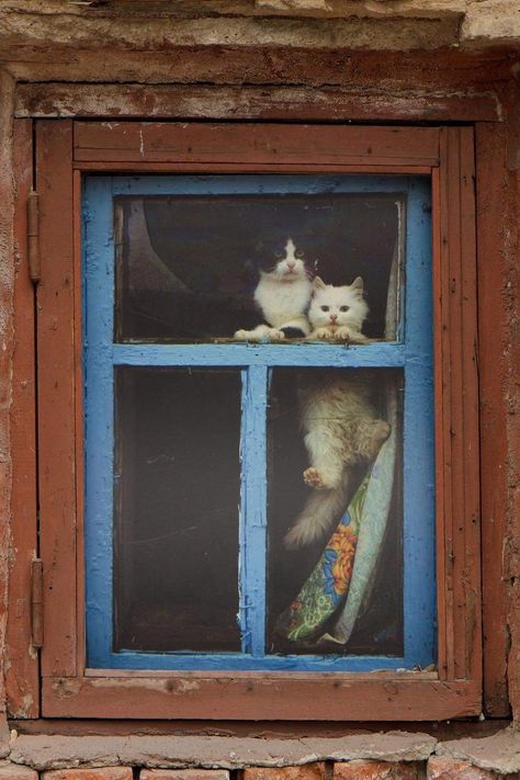 Katt Grejer, Cat Aesthetic, Cat Wallpaper, Pretty Cats, Crazy Cat Lady, 귀여운 동물, The Window, Cat Lady, Cat Art