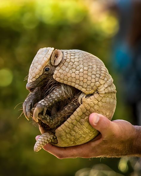 (1) Facebook Armadillo Animal, South America, Animals