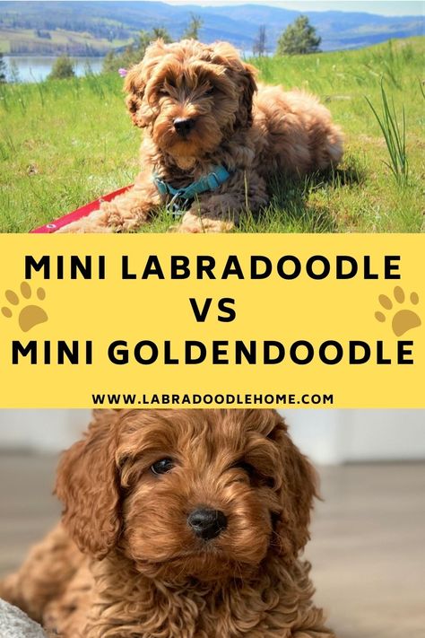 Labradoodle Quotes, Minature Labradoodle, Mini Goldendoodle Full Grown, Small Labradoodle, Labradoodle Full Grown, Goldendoodle Full Grown, Toy Labradoodle, Labradoodle Vs Goldendoodle, Labradoodle Mini