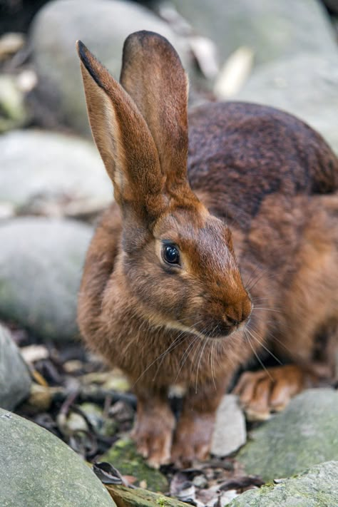 https://flic.kr/p/PapdpK | Rabbit and stones | This rabbit had a really nice color! Wild Rabbits, Red Rabbit, Rabbit Pictures, Black Rabbit, Bunny Pictures, Rabbit Art, Bunny Art, Animal Photo, 귀여운 동물