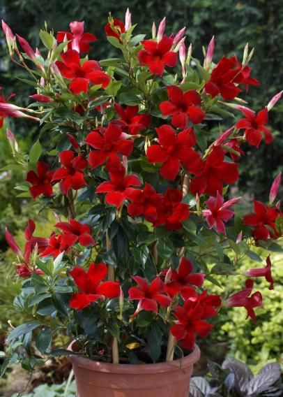 Mandevilla 'Sun Parasol' Mandevilla Vine, Sun Parasol, Climbing Flowers, Garden Vines, Container Gardening Flowers, Garden Containers, Flowering Vines, Climbing Plants, Annual Plants