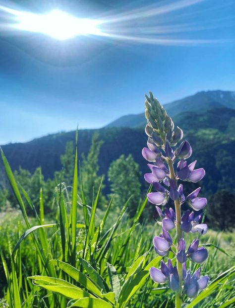 Zooming in on our lupine logo in the mountain morning light. Who knew this gorgeous bloom was just a bunch of tiny purple Pac-Mans!? Mother Nature thought of it first, though. 💜 . . #wildflowers #lupines #naturegram #mothernature #mountainlife #colorado #coloradobusiness #returntoyoursenses Mountains Flowers, Colorado Wildflowers, Yosemite California, Purple Wildflowers, Landscape Images, Mountain Drawing, Leather Ideas, Mountain Tattoo, Mountain Life