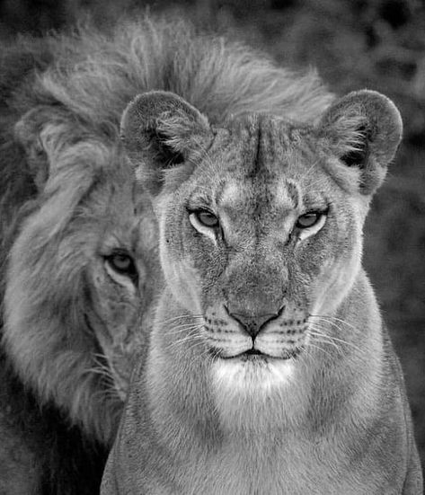 Lion Photography, Lion Images, Lion Pictures, Animal Print, Lion, Australia, Black And White, Canvas, Black