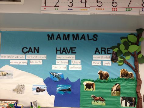 Mammals bulletin board Mammal Poster Board Project, Technology Bulletin Board, Mammals Activities, Giraffe Poster, Biology Lab, Second Grade Science, Theme Board, Technology Theme, Animal Classification