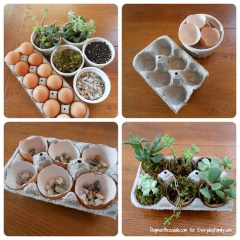 Succulent Garden Diy, Plant Hacks, Succulent Gardening, Garden Types, Succulent Garden, Egg Carton, Garden Care, Succulents Diy, Cool Diy Projects