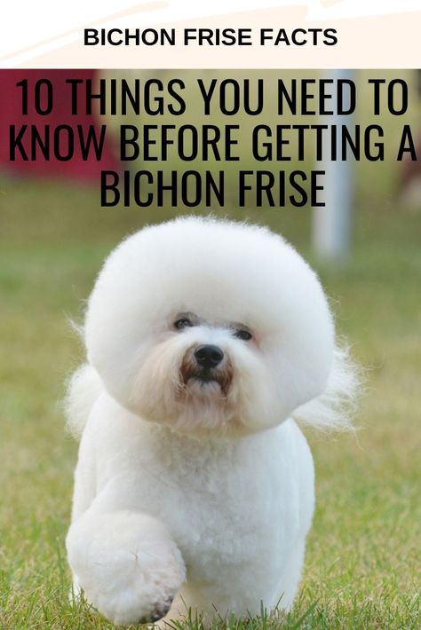 Bichon Fries, Hypoallergenic Dog Breed, Bichon Frise Puppy, Bichon Dog, Potty Training Puppy, Hypoallergenic Dogs, Bichon Frise, Dog Behavior, An Apartment