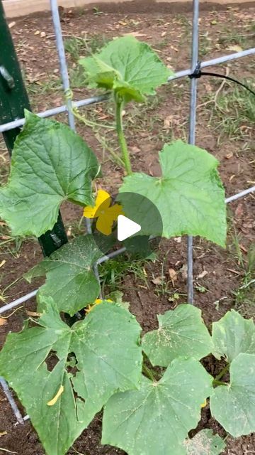 Mollie & Brad on Instagram: "This cattle trellis is an affordable way to gain a lot of vertical growing space. We’re going to try out zucchini, squash, cucumbers and melons on them for the first time. I also would recommend having two people to install…it will go a lot smoother! 

#trellis #trellisgarden #cattletrellis #garden #growcookeat #zuchinni #squash #cucumber #melon" Growing Courgettes Vertically, Cucumber Growing Vertical, Growing Squash Vertically, Zucchini Trellis, Squash Trellis, Growing Cucumbers Vertically, Vertical Growing, Bean Trellis, Vertical Trellis