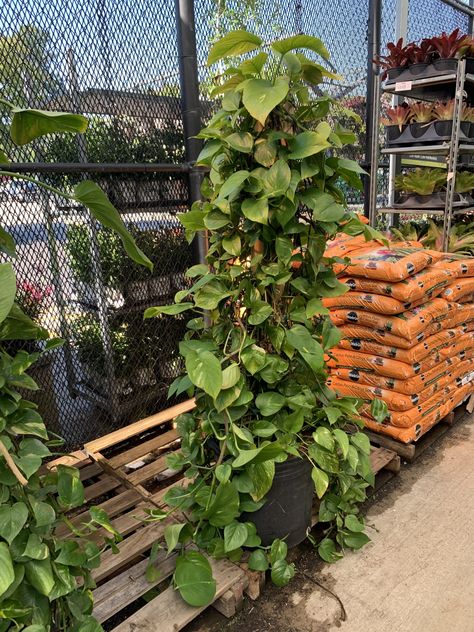 large pothos climbing up a wooden pole Large Pothos Plant, Pothos Moss Pole, Pothos Climbing Ideas, Climbing Pothos, Pothos Climbing, Pole At Home, Tall House Plants, Potting Ideas, Pothos Plant Care