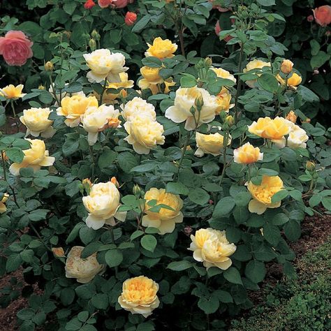 5 Favorites: A Rose for All Regions, Northern California Edition - Gardenista Garden California, Rose Shrub, Container Roses, David Austin Rose, Rooting Roses, Roses Only, Rose Gardens, Austin Rose, Fragrant Roses