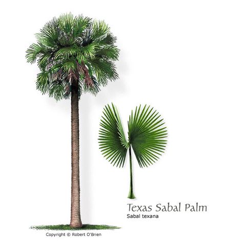 Texas Sabal Palm (Mexican Palmetto) Palm Tree Backyard, Texas Native Trees, Trees In Elevation, Pool Trees, Sabal Palm, Texas Trees, Texas Nature, Texas Landscaping, Garden Bed Layout