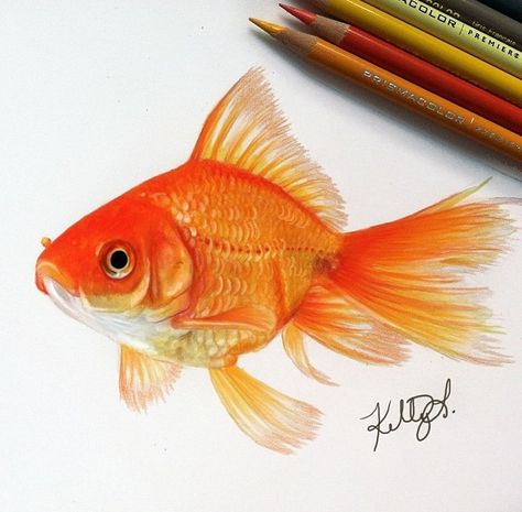 Fish Karp Koi, Colored Pencil Art Projects, Goldfish Art, Color Pencil Sketch, Fish Drawing, Beautiful Butterflies Art, Colored Pencil Artwork, Watercolor Fish, Fish Drawings