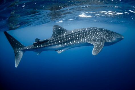 Whale Shark Diving, Rice Straw, Baleen Whales, Basking Shark, Shark Photos, Whale Sharks, Shark Diving, Baby Whale, Shark Week